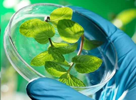 Bioeconomia e opportunità: le iniziative promosse dal Cluster Spring